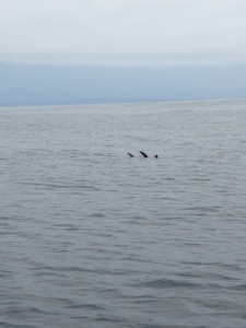 This is the way Sea Lion's rest at sea, with their fins sticking up
